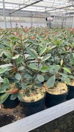 Photinia fraseri 'Carre Rouge', groenblijvende haagplant., Tuin en Terras, Ophalen, Haag, Minder dan 100 cm