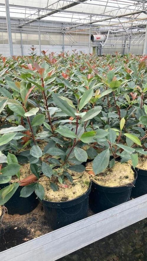 Photinia fraseri 'Carre Rouge', groenblijvende haagplant., Tuin en Terras, Planten | Struiken en Hagen, Haag, Minder dan 100 cm