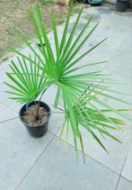 Trachycarpus Princeps New Form : Zeldzame Kans, Tuin en Terras, Planten | Tuinplanten, Overige soorten, Volle zon, Vaste plant