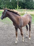 Hengstenveulen don’t touch tiji hero, Dieren en Toebehoren, Paarden, Springpaard, Gechipt, Niet van toepassing, 0 tot 2 jaar