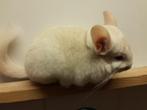 Duo chinchillas Goldbar (rarissime) et tan bébé élevage fami, Meerdere dieren, Chinchilla, Tam