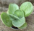 Kalanchoe Thyrsiflora, Maison & Meubles, Plantes d'intérieur, Plante succulente, Envoi, Moins de 100 cm