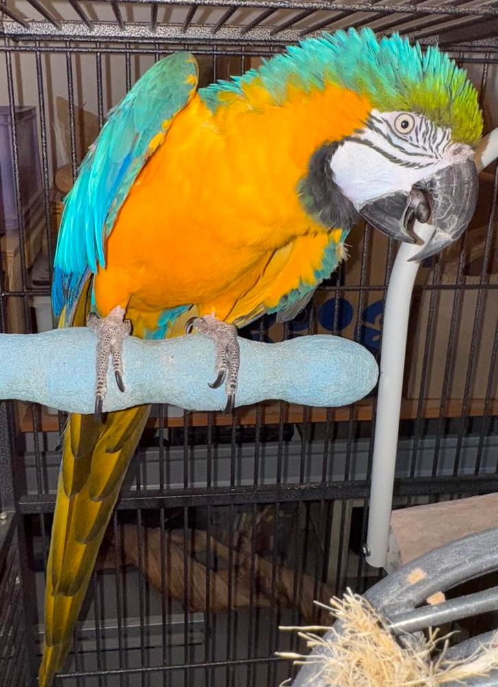 Bewezen kweekman blauw gele ara (ara ararauna), Dieren en Toebehoren, Vogels | Parkieten en Papegaaien, Papegaai, Mannelijk, Pratend