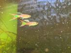 Dual sword guppies koppels, Dieren en Toebehoren, Vissen | Vijvervissen