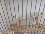 Mozaïek Geel Kanaries met pigment, Dieren en Toebehoren, Vogels | Kanaries, Vrouwelijk, Kleurkanarie
