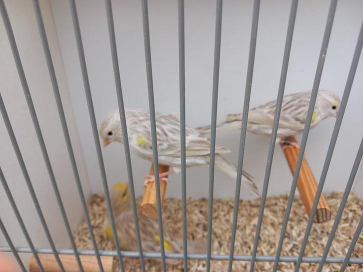 Mozaïek Geel Kanaries met pigment, Dieren en Toebehoren, Vogels | Kanaries, Kleurkanarie, Vrouwelijk