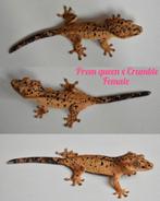 Wimpergekko superdalmatian vrouw 2024, Dieren en Toebehoren