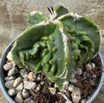 Astrophytum Myriostigma 'Fukuryu', Cactus, Envoi, Moins de 100 cm
