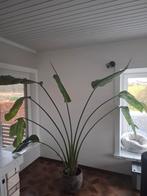 Strelitzia kamerplant, Enlèvement