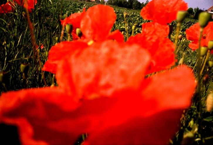 BLOEMENKLEUREN, Antiek en Kunst, Kunst | Tekeningen en Fotografie, Verzenden