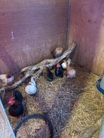 Serema broedeieren (GRATIS VERZENDING), Dieren en Toebehoren, Pluimvee, Kip