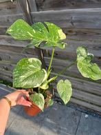 Monstera Thai Constellation, Huis en Inrichting, Kamerplanten, Ophalen of Verzenden
