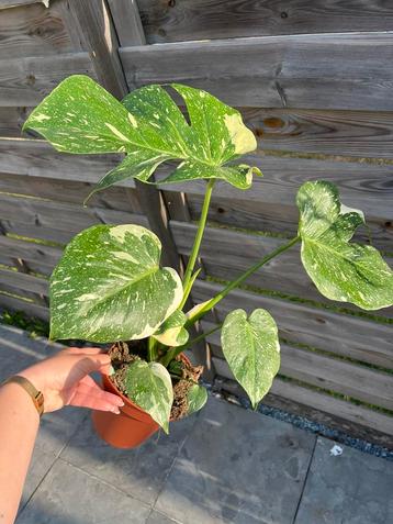Monstera Thai Constellation beschikbaar voor biedingen