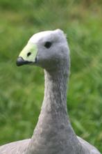 hoender ganzen en kuikens, Meerdere dieren, Gans of Zwaan