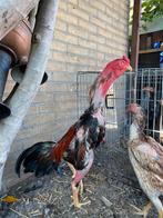 Shamo (hint), Dieren en Toebehoren, Pluimvee