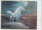 Photo Horse blanc 1993 DONALD ART 25 x 20 cm pour cadre, Collections, Photos & Gravures, Photo, Utilisé, Enlèvement ou Envoi, Animal