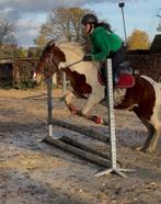 Bonte 4,5 jarige pony van 1,44, Dieren en Toebehoren, Pony's