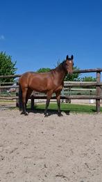 paard te koop, Dieren en Toebehoren, Paarden, Merrie, B, Ontwormd, 11 jaar of ouder