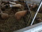 Ramlammeren, Mannelijk, Schaap, 0 tot 2 jaar