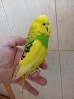 Perruches apprivoiser