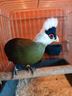 Wituiftoerako/ Tauraco leucolophus Man '23, Mannelijk, Geringd