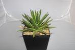 agave vic reg variegated, Vetplant, Ophalen of Verzenden, In pot, Minder dan 100 cm