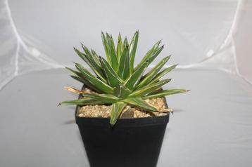 agave vic reg variegated beschikbaar voor biedingen