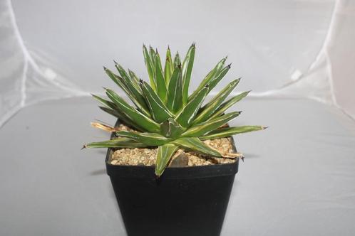 agave vic reg variegated, Huis en Inrichting, Kamerplanten, Vetplant, Minder dan 100 cm, Groene kamerplant, Volle zon, In pot