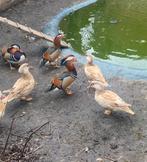 Mandarijn eenden, Dieren en Toebehoren, Pluimvee, Eend