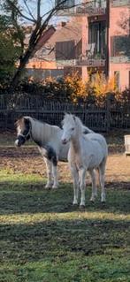 Merrie,STER,Kampioen,NMPRS,minipaard,pony,miniatuurpaard, Dieren en Toebehoren, Merrie, Gechipt, Niet van toepassing, A pony (tot 1.17m)