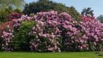 GEZOCHT - rhododendrons, Printemps, Enlèvement, Autres espèces, Plante fixe