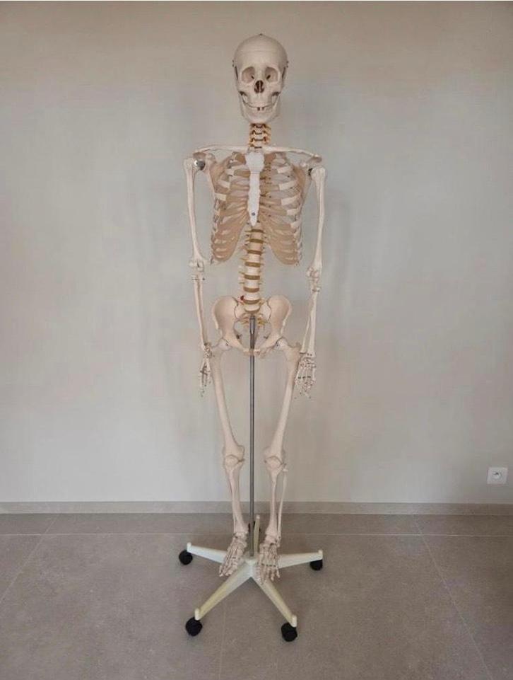 STAN compleet anatomisch skelet — in zeer goede conditie, Diversen, Schoolbenodigdheden, Gebruikt, Ophalen