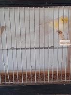 Kanarie Geel Mozaiek Man, Dieren en Toebehoren, Mannelijk, Kleurkanarie