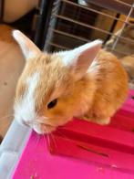 Kleine konijntjes, Dieren en Toebehoren, Konijnen, Meerdere dieren, Dwerg, Hangoor, 0 tot 2 jaar