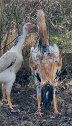 Shamo Taiwanese Koppel. superkwaliteit