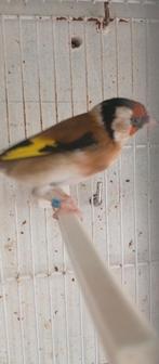 Bien lire l'annonce, mal chardonneret parva du Maghreb 2023., Dieren en Toebehoren, Vogels | Overige Vogels, Mannelijk, Wildzangvogel