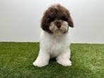 Chiots Caniche - Taille moyenne, Caniche, Hépatite contagieuse (maladie de Rubarth), Plusieurs, Belgique