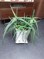Aloë Vera plant vol in bloei, Tuin en Terras, Ophalen