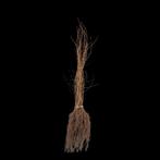 30 Carpinus Betulus 80/100, Jardin & Terrasse, Enlèvement ou Envoi, Haie