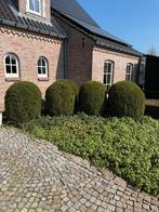 Gratis buxus bollen, buxus haag, taxus haag, Tuin en Terras, Ophalen, Buxus, Haag