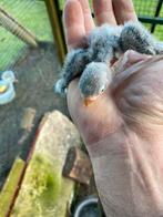 De Agapornis Fischeri of Rozekopje Agapornis, Dieren en Toebehoren