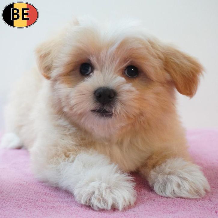 Prachtige Havanezer pups te koop (Belgisch), Dieren en Toebehoren, Honden | Chihuahua's en Gezelschapshonden, Meerdere dieren