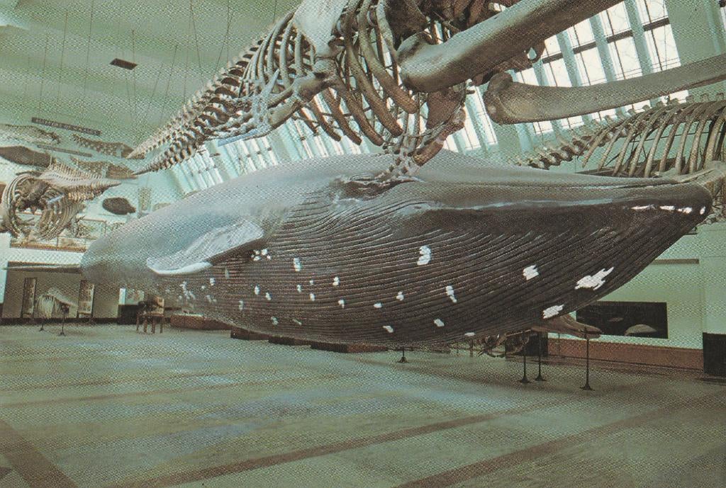 BLAUWE  VINVIS  (  27,7 Meter Lang ! ), Collections, Cartes postales | Animaux, Envoi, Non affranchie, Animal aquatique