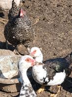 Barberie, Dieren en Toebehoren, Pluimvee