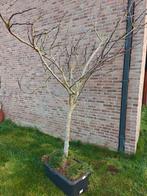 Vijgenboom, Tuin en Terras, Planten | Bomen, Ophalen