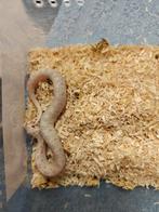 Haakneusslang yeti, Slang, 0 tot 2 jaar