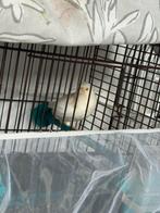 Kanarie witt met kooi 30, Dieren en Toebehoren, Vogels | Kanaries
