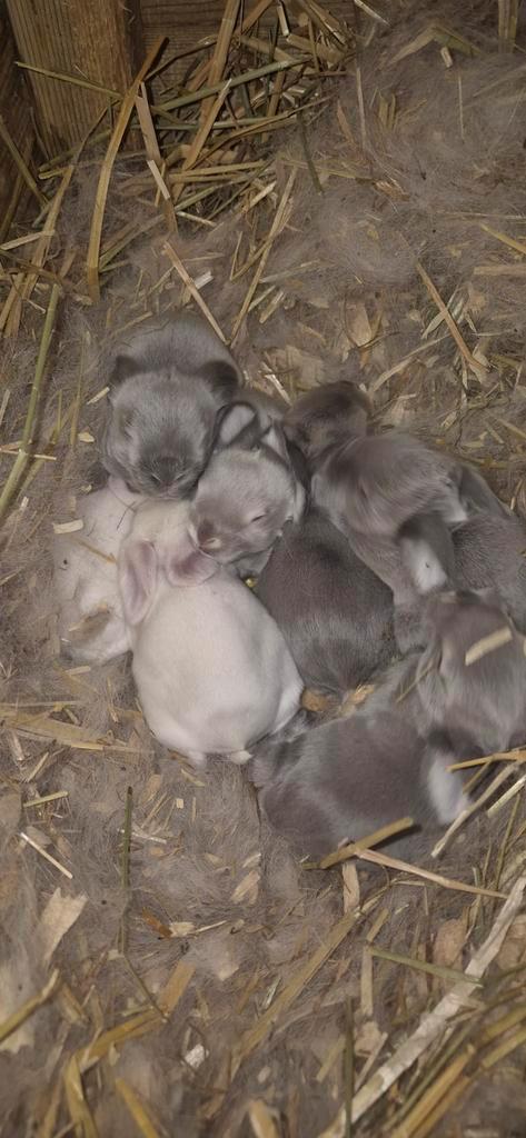 Franse hangoor nestje, Dieren en Toebehoren, Konijnen, Groot, Hangoor