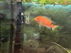 Rode Zebra Cichlide, Dieren en Toebehoren, Vissen | Aquariumvissen, Vis, Zoetwatervis