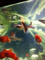 Mooie Guppy's, Animaux & Accessoires
